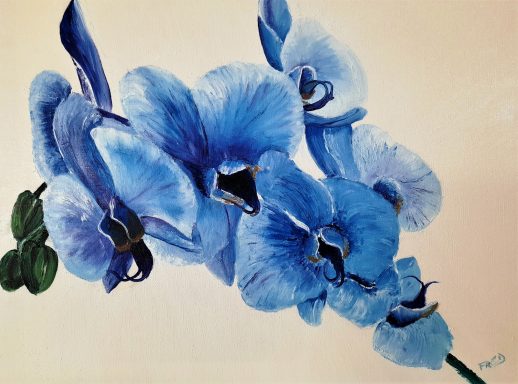 ORCHIDEE PHALAENOPSIS BLEUE