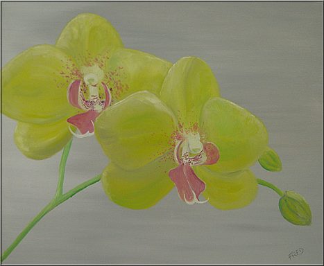 ORCHIDEE PHALAENOPSIS JAUNE